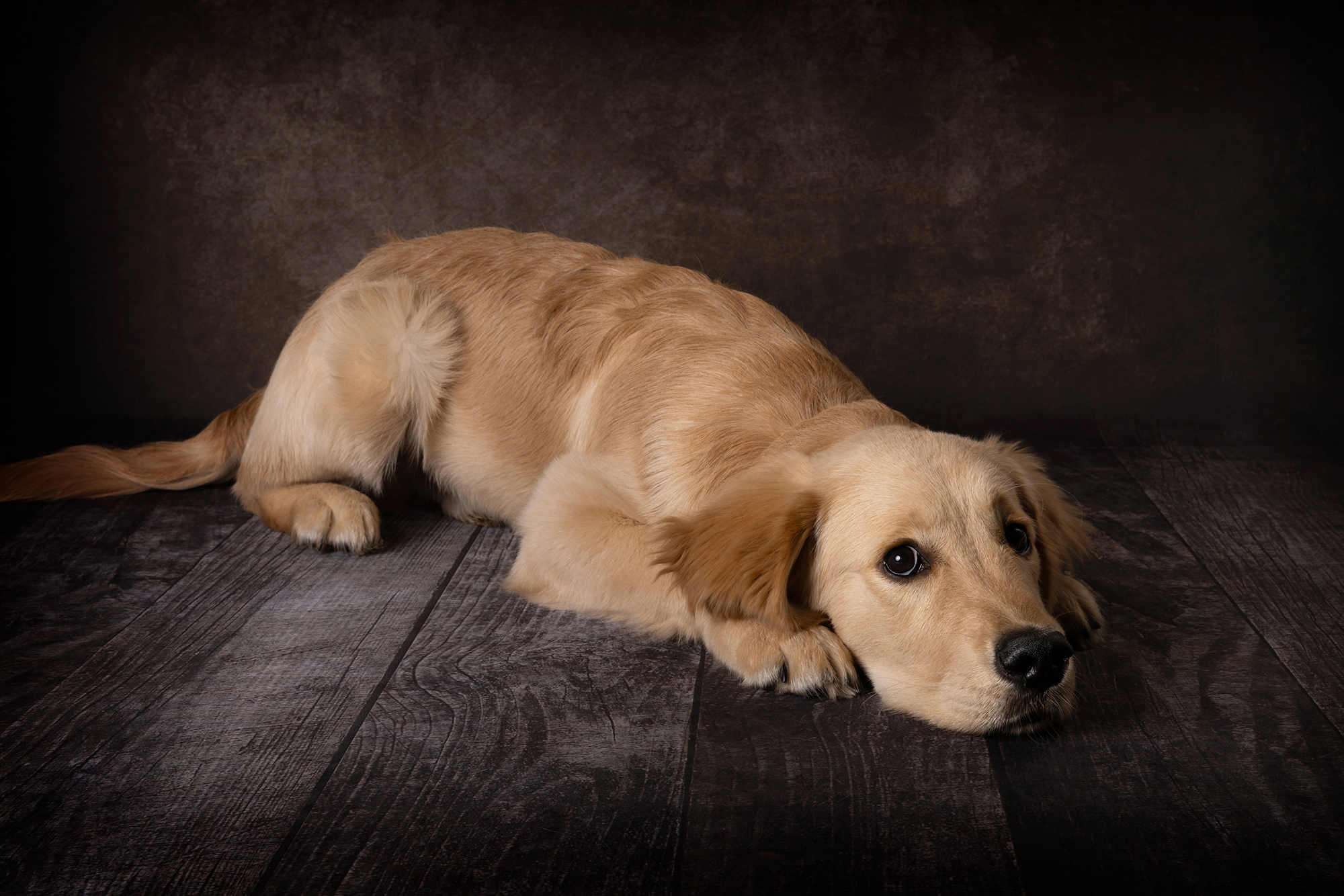 A puppy labrador lying down on a dark brown floor, looking at the camera